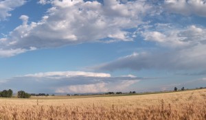 Presidential Hopeful Poll