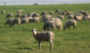 Fear the LORD and Serve Him