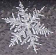 close up of Snowflake 