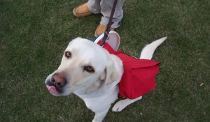 I Don’t Hate Puppies