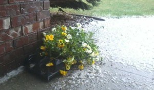 A Pansy by Any Other Name…