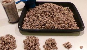 Bible Lesson from the Seed