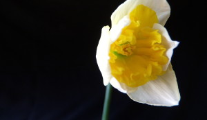 Consider the Daffodil