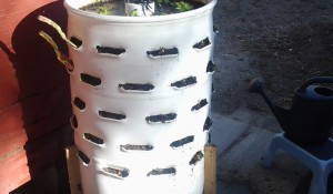 Church Planting Lessons from the Strawberry Plant